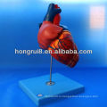 ISO Advanced Anatomical Heart модель, медицинское сердце, сердечная 3d модель